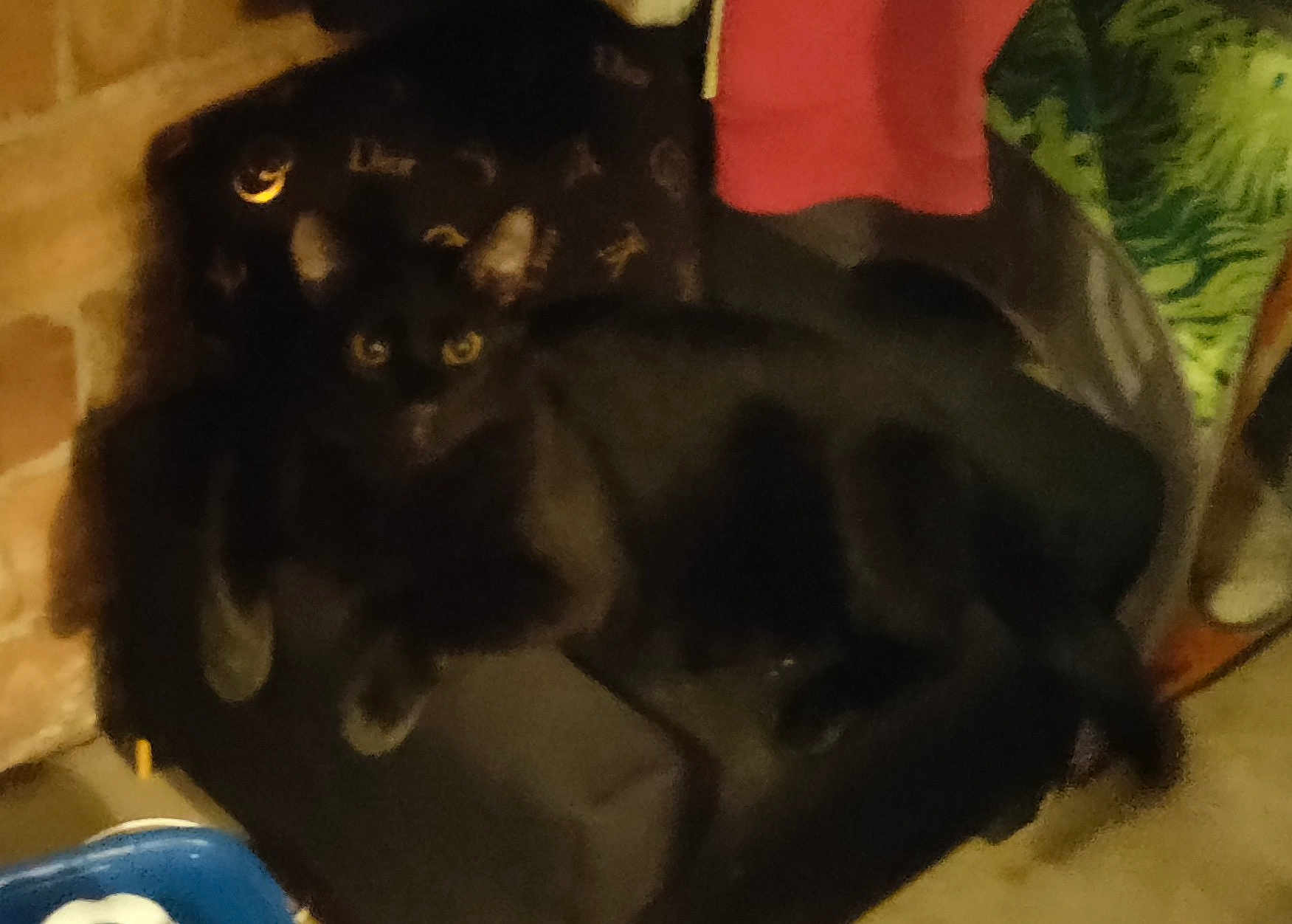Peanut joined the competition — help win amazing prizes! black_cat, cat, chair, indoor, furniture, patterned, brick_wall, fabric, dark, blurry, pet, animal, relaxing, sitting, yellow_eyes, shadow, home, cozy, feline, domestic