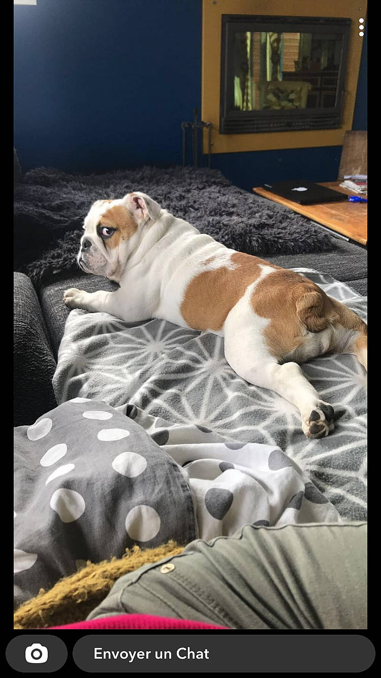 Rihanna participe au concours pour gagner de l'argent avec cette photo : basset_hound, beagle, canidae, carnivore, comfort, companion_dog, dog, dog_breed, dog_supply, fawn, flooring, hound, linens, nap, non_sporting_group, room, scent_hound, snout, sporting_group, wood