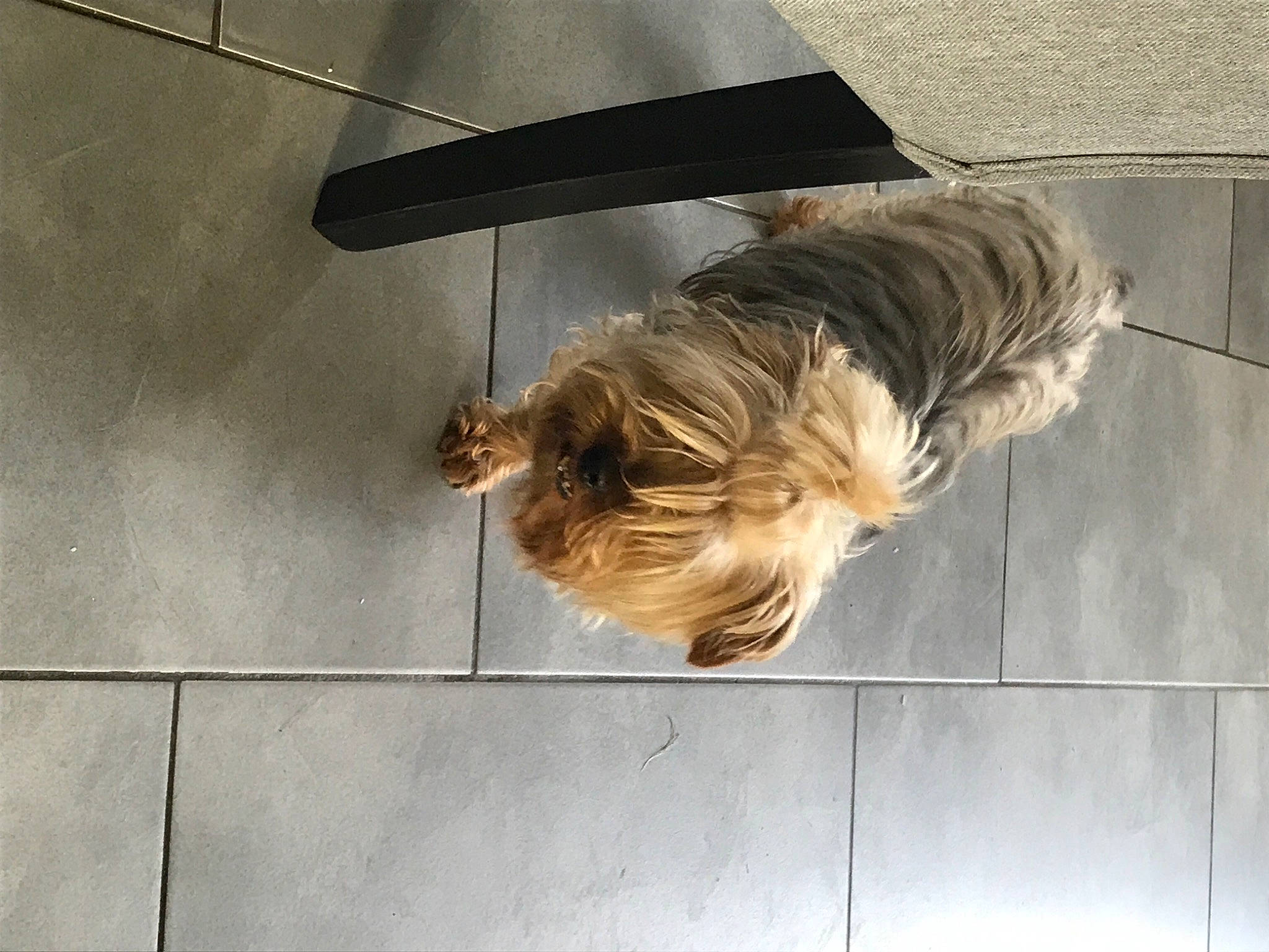 Prunelle participe au concours pour gagner de l'argent avec cette photo : canidae, carnivore, companion_dog, concrete, dog, dog_breed, fawn, felidae, floor, flooring, fur, grey, hardwood, road_surface, sitting, snout, sporting_group, tail, tile, wood