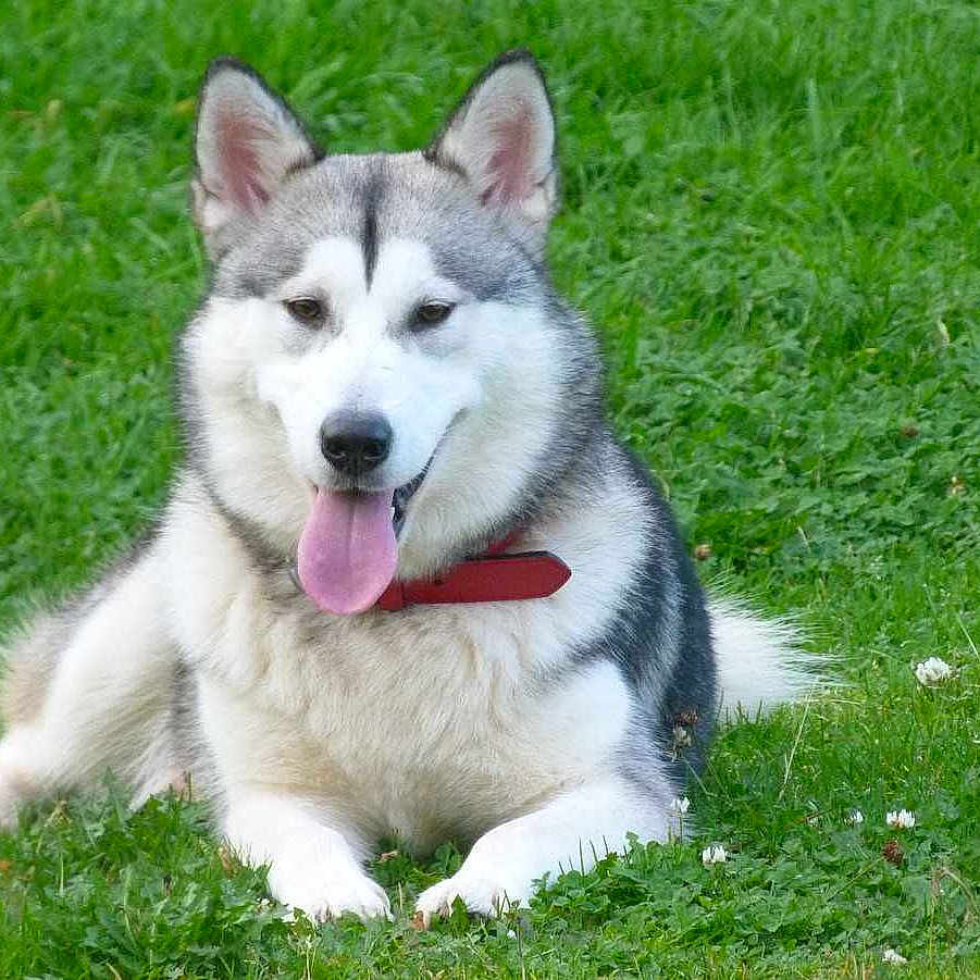 Shasta