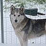 Shasta participe au concours pour gagner de l'argent avec cette photo :