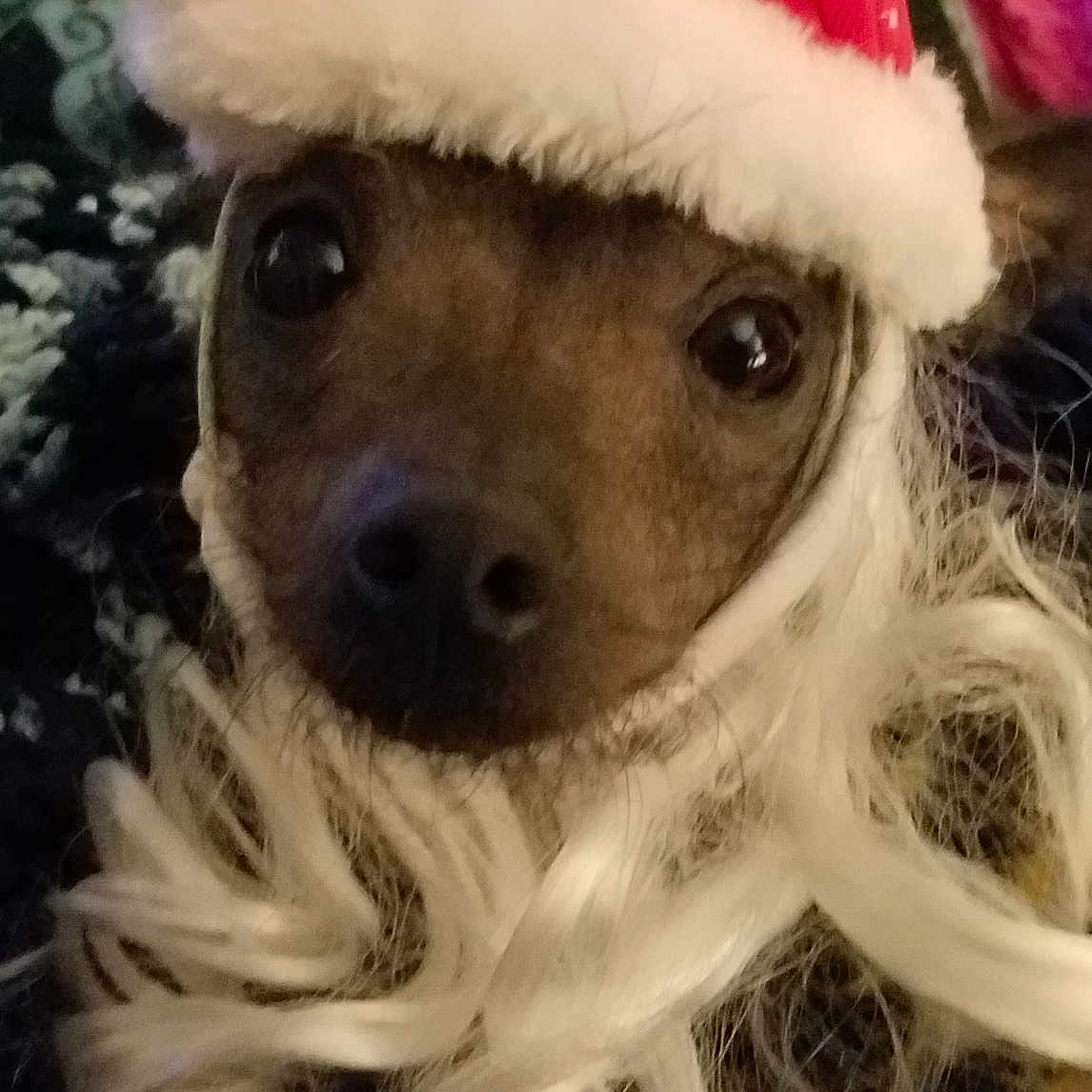 Pongo Parmesan