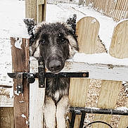 Nouba a rejoint le concours — aidez-le/la à gagner de superbes lots ! dog, snow, gate, wooden_fence, outdoor, pets, curious, winter, animal, fur, playful, nature, canine, cold, snowflakes, yard, residential, close_up, cute, pet