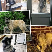 Nouba a rejoint le concours — aidez-le/la à gagner de superbes lots ! animal, bench, brick_wall, collage, concrete_floor, cushion, dog, fence, fur, garden, glass_door, harness, indoor, outdoor, pet, resting, sitting, sleeping, standing, wood