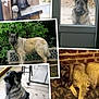 animal, bench, brick_wall, collage, concrete_floor, cushion, dog, fence, fur, garden, glass_door, harness, indoor, outdoor, pet, resting, sitting, sleeping, standing, wood
