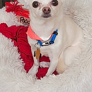 Poochie joined the competition — help win amazing prizes! dog, chihuahua, small_dog, white_dog, pet_bed, fluffy_bed, red_blanket, collar, bandana, toy, indoor, cute, pet, animal, sitting, looking_at_camera, ears, nose, fur, companion