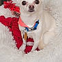 dog, chihuahua, small_dog, white_dog, pet_bed, fluffy_bed, red_blanket, collar, bandana, toy, indoor, cute, pet, animal, sitting, looking_at_camera, ears, nose, fur, companion