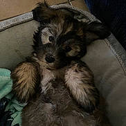 Maya joined the competition — help win amazing prizes! animal, bed, blanket, canine, cozy, cute, cute_pet, dog, domestic_animal, fluffy, fur, indoor, lying_down, paws, pet, puppy, relaxed, resting, sleepy, small_dog