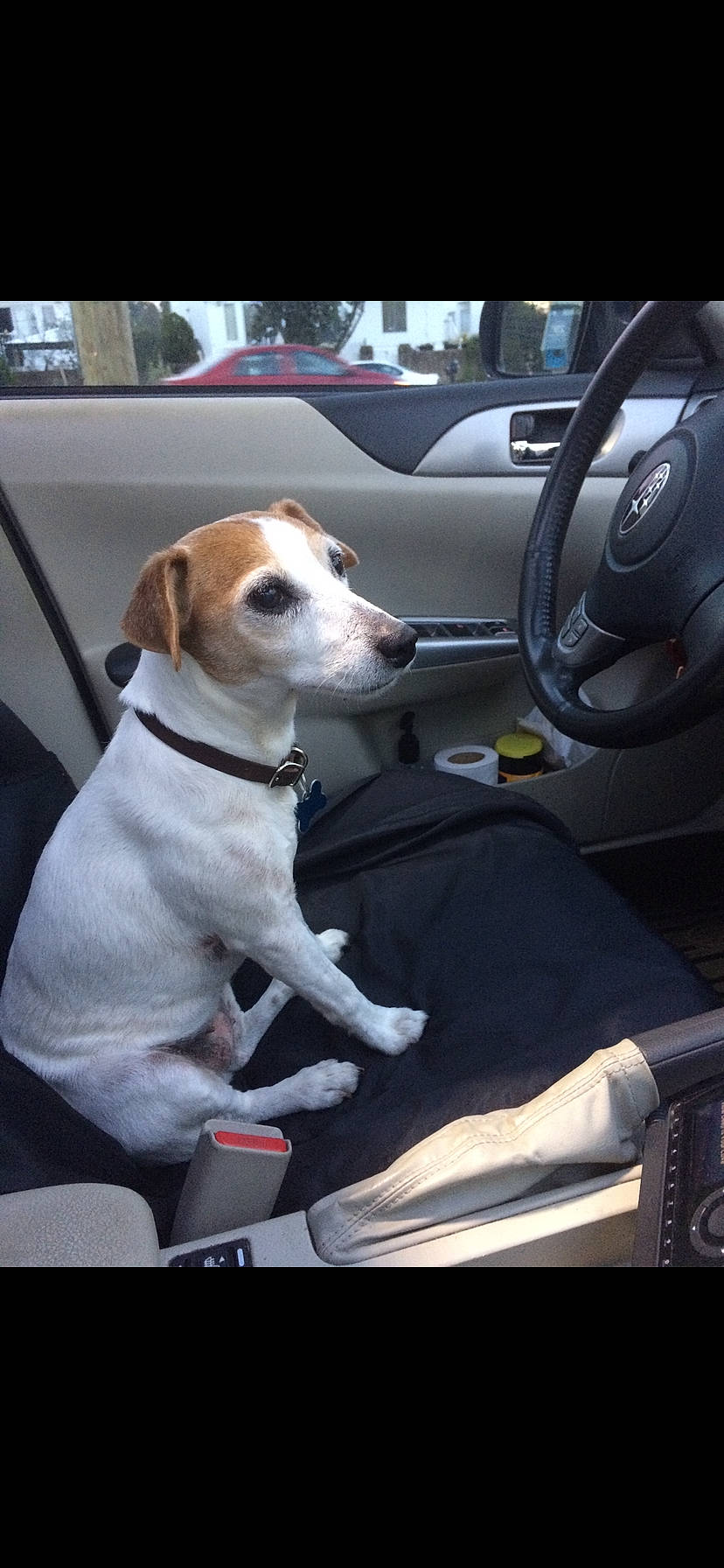 Boe is registered to the contest to win money with this photo: auto_part, automotive_design, automotive_exterior, automotive_mirror, car, car_seat, car_seat_cover, carnivore, collar, companion_dog, dog, dog_breed, dog_collar, motor_vehicle, personal_luxury_car, steering_part, steering_wheel, vehicle, vehicle_door, windshield