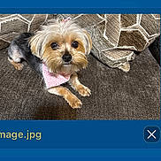 Chi Chi joined the competition — help win amazing prizes! dog, small_dog, pet, cute, bandana, pink_bandana, brown_couch, pillows, indoor, fur, animal, looking_up, adorable, cozy, companion, friendly, sitting, domestic_animal, cute_pet, household