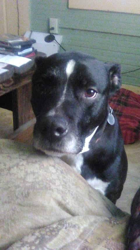 Boots is registered to the contest to win money with this photo: borador, canidae, carnivore, companion_dog, dog, dog_breed, non_sporting_group, puppy, sporting_group, table, terrestrial_animal, whiskers, working_animal, working_dog