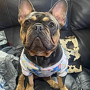 Tasha Jakoubek is registered to the contest to win money with this photo: dog, french_bulldog, pet, shirt, leather_couch, indoor, brown, black, ears, sitting, clothing, animal, cute, domestic, portrait, face, paws, looking, expression, companion