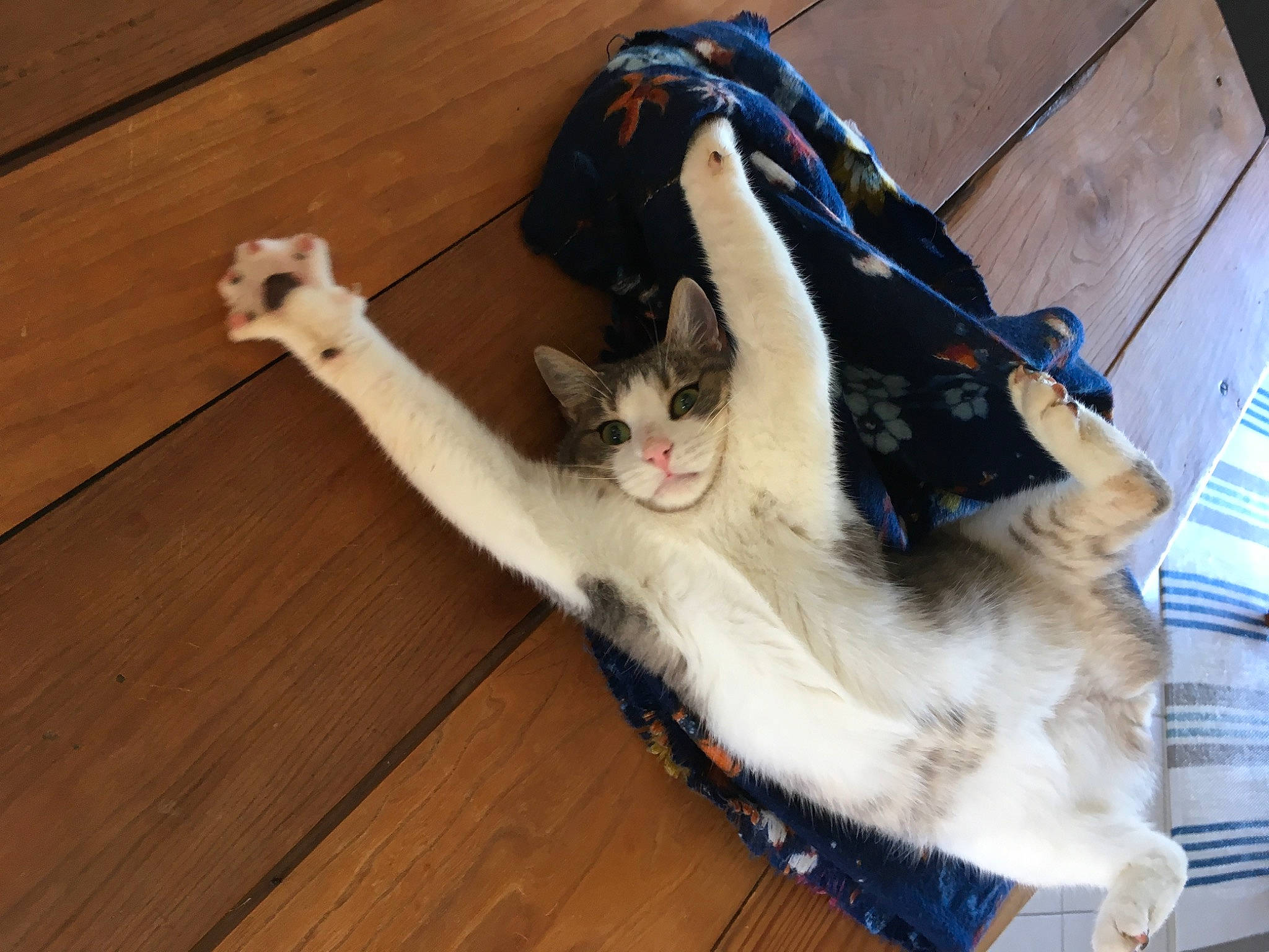 Khrouch a rejoint le concours — aidez-le/la à gagner de superbes lots ! carnivore, cat, companion_dog, domestic_short_haired_cat, fawn, felidae, flooring, fur, hardwood, human_leg, laminate_flooring, lap, paw, plank, small_to_medium_sized_cats, tail, whiskers, wood, wood_flooring, wood_stain