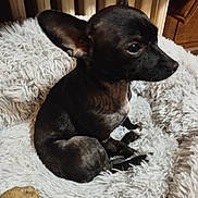 Wendy a rejoint le concours — aidez-le/la à gagner de superbes lots ! animal, black_dog, canine, close_up, comfort, companion, cozy, cute, dog, ears, fluffy_bed, furry, home, indoor, paw, pet, relaxed, resting, side_view, small_dog