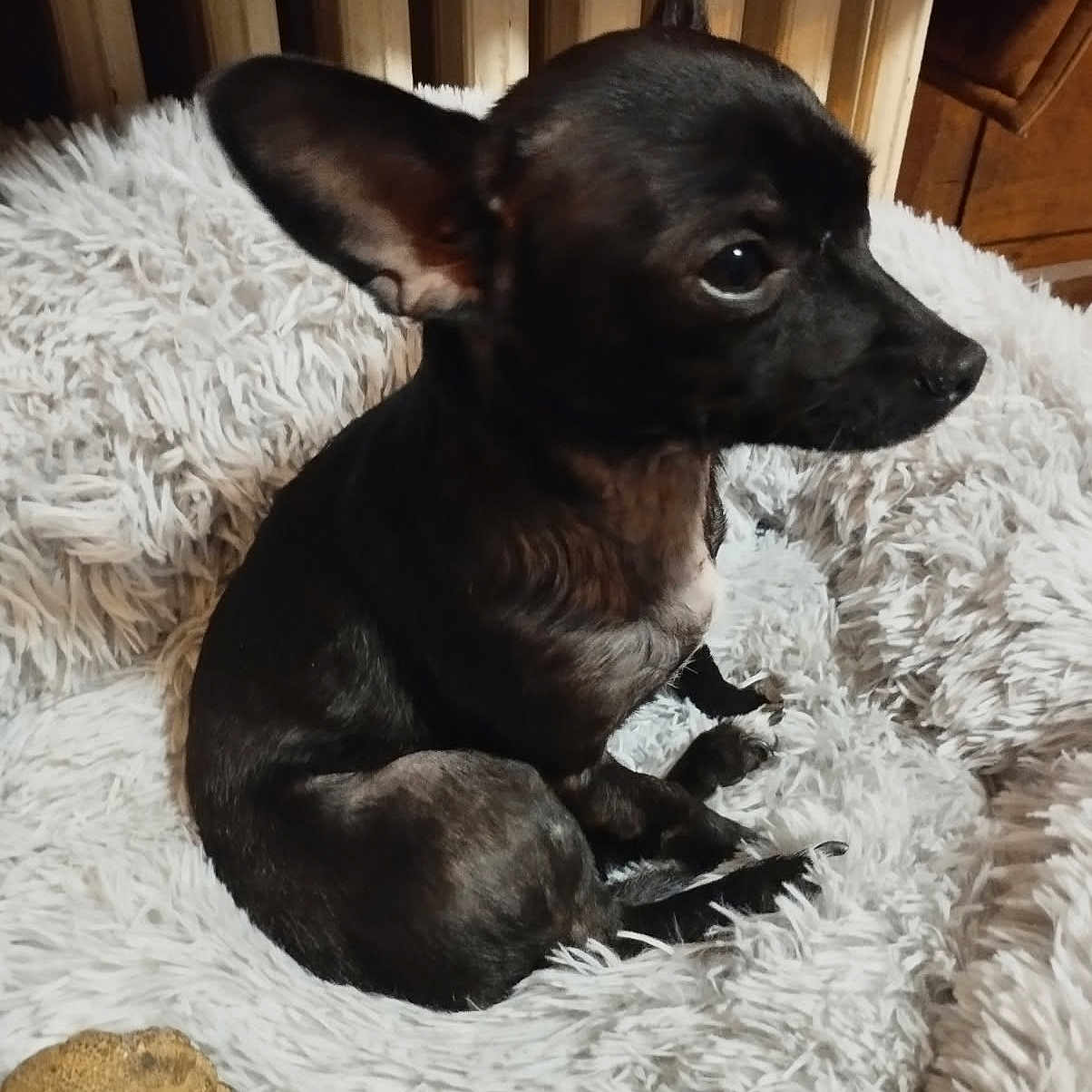 Wyndi participe au concours pour gagner de l'argent avec cette photo : animal, ball, bed, blanket, bulldog, canine, chihuahua, crib, cushion, dog, frenchbulldog, furniture, homedecor, hound, infantbed, pet, puppy, sport, tennis, tennisball