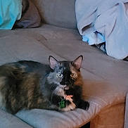 Pookey joined the competition — help win amazing prizes! cat, tortoiseshell, pet, indoor, couch, furniture, blanket, cozy, relaxed, resting, fur, animal, domestic, home, looking, ears, tail, collar, tag, soft