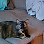 cat, tortoiseshell, pet, indoor, couch, furniture, blanket, cozy, relaxed, resting, fur, animal, domestic, home, looking, ears, tail, collar, tag, soft
