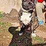 dog, brindle, spiked_collar, outdoor, grass, dirt, shadow, person, red_jacket, blue_shoes, sunlight, pet, animal, sitting, ears_up, alert, side_view, daylight, nature, companion