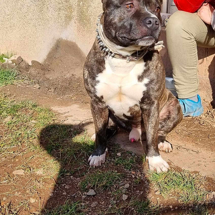 Simba a rejoint le concours — aidez-le/la à gagner de superbes lots ! alert, animal, blue_shoes, brindle, companion, daylight, dirt, dog, ears_up, grass, nature, outdoor, person, pet, red_jacket, shadow, side_view, sitting, spiked_collar, sunlight