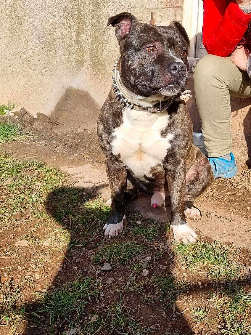 Simba a rejoint le concours — aidez-le/la à gagner de superbes lots ! dog, brindle, spiked_collar, outdoor, grass, dirt, shadow, person, red_jacket, blue_shoes, sunlight, pet, animal, sitting, ears_up, alert, side_view, daylight, nature, companion