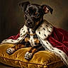 brown_and_black_fur, cushion, dog, ermine_trim, gold_chain, indoor, large_eyes, luxury, oil_painting_style, ornament, paws, portrait, posing, puppy, realistic_painting, regal, royal_robe, studio_lighting, textile, velvet_pillow