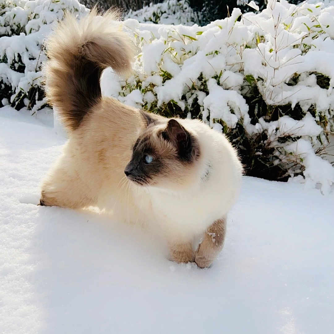 Raven a rejoint le concours — aidez-le/la à gagner de superbes lots ! angora, animal, canine, cat, dog, eskimodog, flower, land, nature, outdoors, pet, plant, puppy, siamese, sky, snow, tree, vegetation, winter, woodland