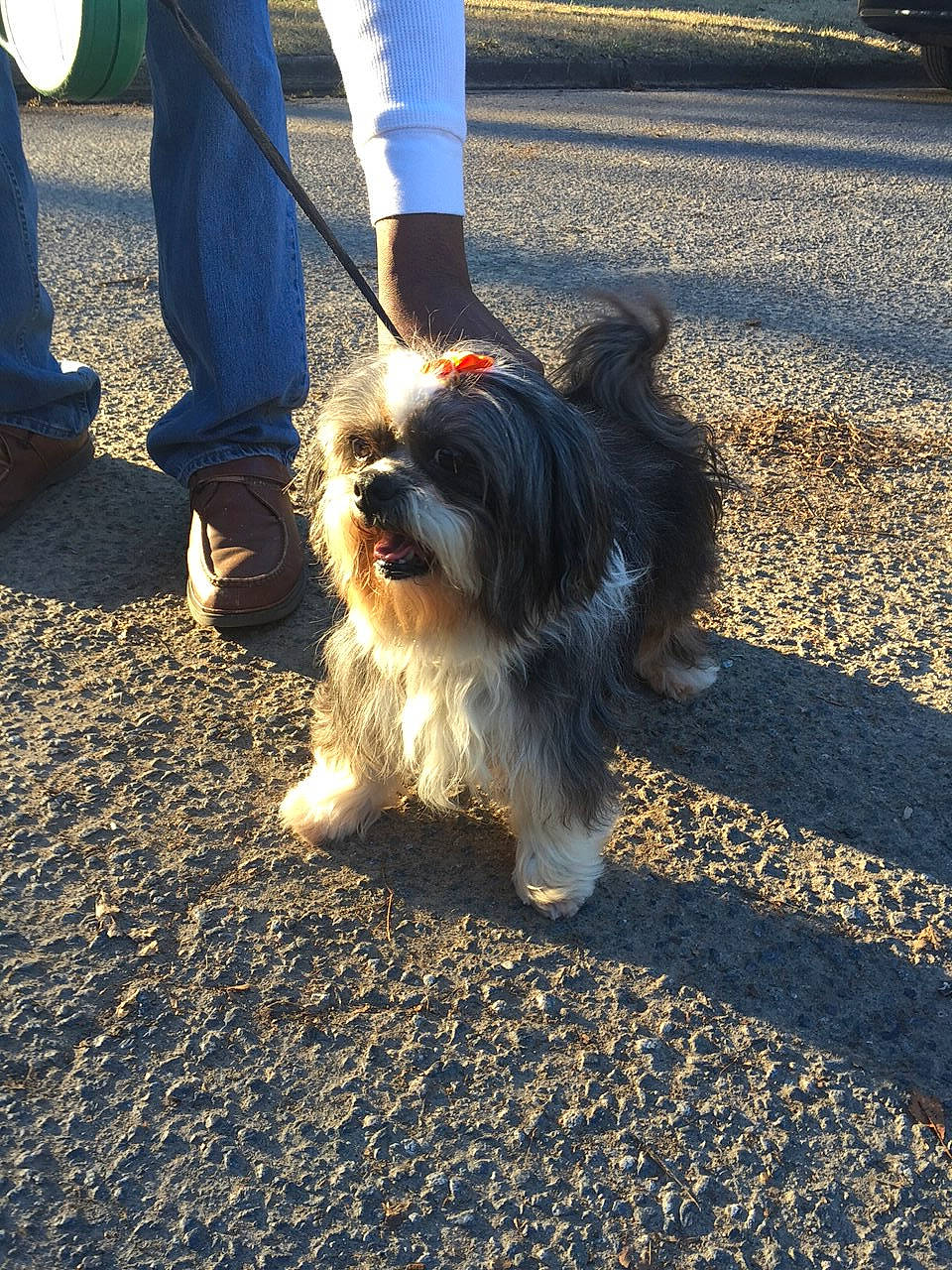 Fluffy joined the competition — help win amazing prizes! asphalt, canidae, carnivore, companion_dog, dog, dog_breed, foot, fur, grass, human_leg, maltepoo, puppy_love, road_surface, shih_poo, small_terrier, snout, sporting_group, tail, terrier, toy_dog