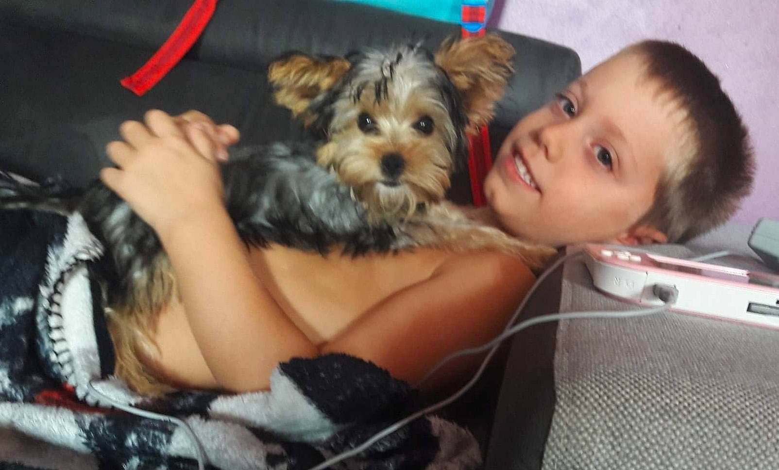 Missie a rejoint le concours — aidez-le/la à gagner de superbes lots ! biewer_terrier, canidae, carnivore, cavachon, companion_dog, dog, dog_breed, fawn, maltepoo, morkie, photography, puppy, puppy_love, rare_breed_dog, schnoodle, small_terrier, terrier, toy_dog, yorkipoo, yorkshire_terrier