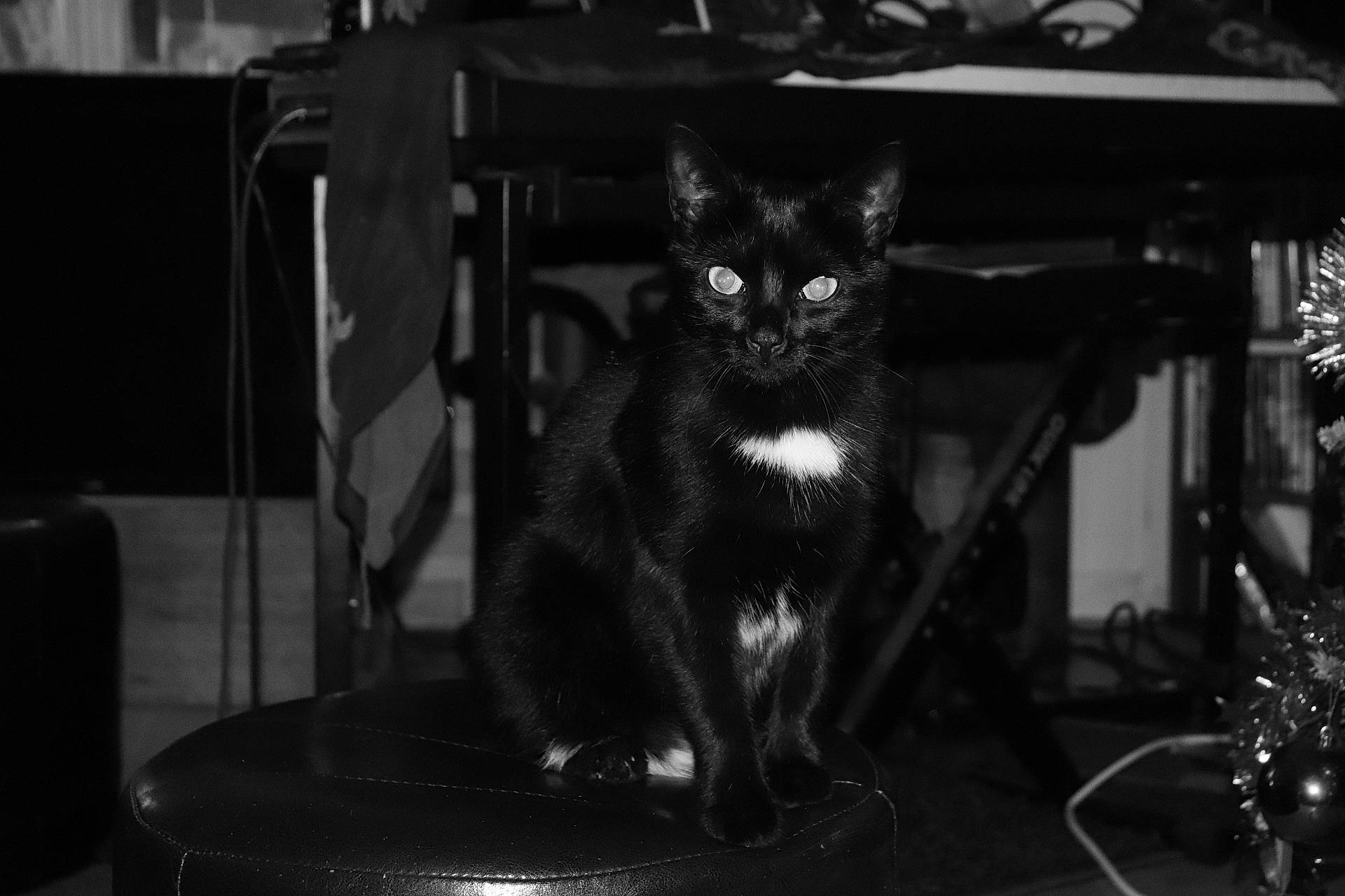 Harry Potter a rejoint le concours — aidez-le/la à gagner de superbes lots ! asian, black, black_and_white, black_cat, carnivore, cat, darkness, domestic_short_haired_cat, felidae, fur, mammal, monochrome, monochrome_photography, norwegian_forest_cat, photograph, photography, small_to_medium_sized_cats, snapshot, snout, whiskers