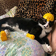 Kilo is registered to the contest to win money with this photo: cat, black_and_white, toy, helmet, leopard_print, blanket, cushion, indoor, pet, relaxed, animal, feline, paw, lying_down, yellow, floral_pattern, cozy, cute, resting, soft