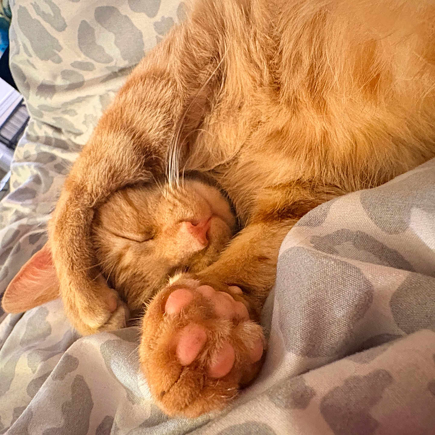 Leonardo Dicatprio joined the competition — help win amazing prizes! cat, orange_tabby, sleeping, paw, pink_pads, bedspread, patterned_bedding, cozy, cute, feline, whiskers, relaxed, indoor, pet, fur, animal, closeup, resting, warm, nap