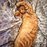 Leonardo Dicatprio is registered to the contest to win money with this photo: cat, ginger_cat, sleeping, paw, bed, bedding, patterned_bedspread, cozy, feline, fur, cute, resting, domestic_cat, pet, animal, whiskers, relaxed, indoor, soft, nap