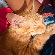 Leonardo Dicatprio is registered to the contest to win money with this photo: cat, orange_tabby, sleeping, feline, pet, cozy, blanket, human_arm, closeup, indoor, fur, whiskers, relaxed, nap, comfort, warm_light, rest, animal, domestic_cat, cute