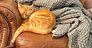 Leonardo Dicatprio joined the competition — help win amazing prizes! cat, orange_cat, sleeping, leather_couch, knit_blanket, cozy, indoor, pet, feline, relaxing, fur, resting, comfort, home, animal, warm, couch_armrest, tabby, domestic_cat, nap