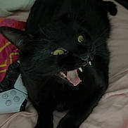 Luna is registered to the contest to win money with this photo: black_cat, cat, pet, animal, bed, bedding, controller, gaming_controller, fangs, yawning, mouth_open, yellow_eyes, whiskers, indoor, feline, soft_texture, resting, close_up, cute, playful
