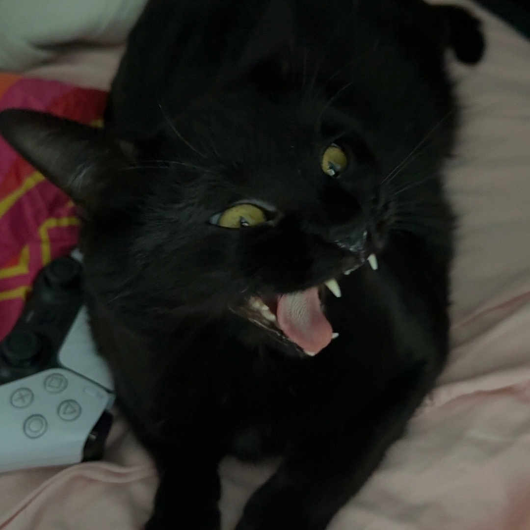 Luna is registered to the contest to win money with this photo: animal, bed, bedding, black_cat, cat, close_up, controller, cute, fangs, feline, gaming_controller, indoor, mouth_open, pet, playful, resting, soft_texture, whiskers, yawning, yellow_eyes