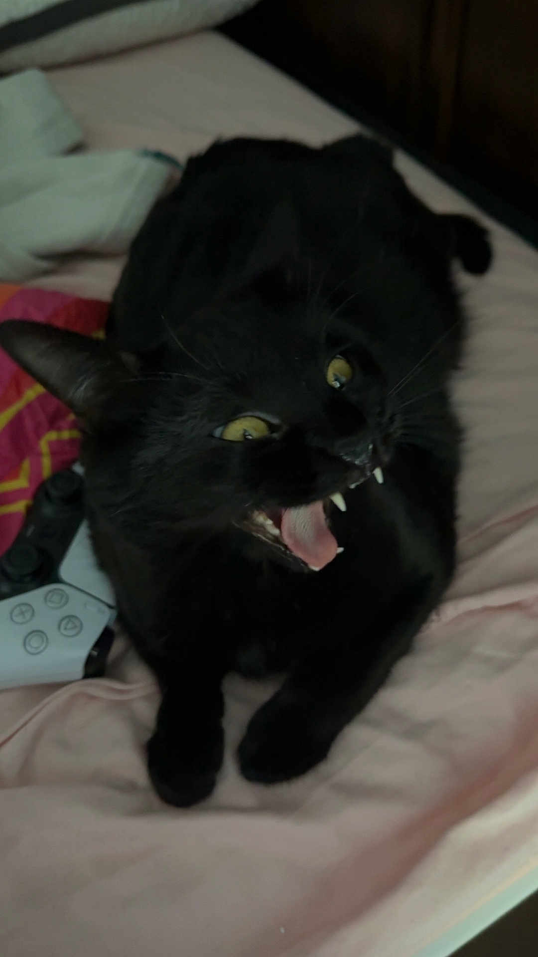 Luna is registered to the contest to win money with this photo: black_cat, cat, pet, animal, bed, bedding, controller, gaming_controller, fangs, yawning, mouth_open, yellow_eyes, whiskers, indoor, feline, soft_texture, resting, close_up, cute, playful
