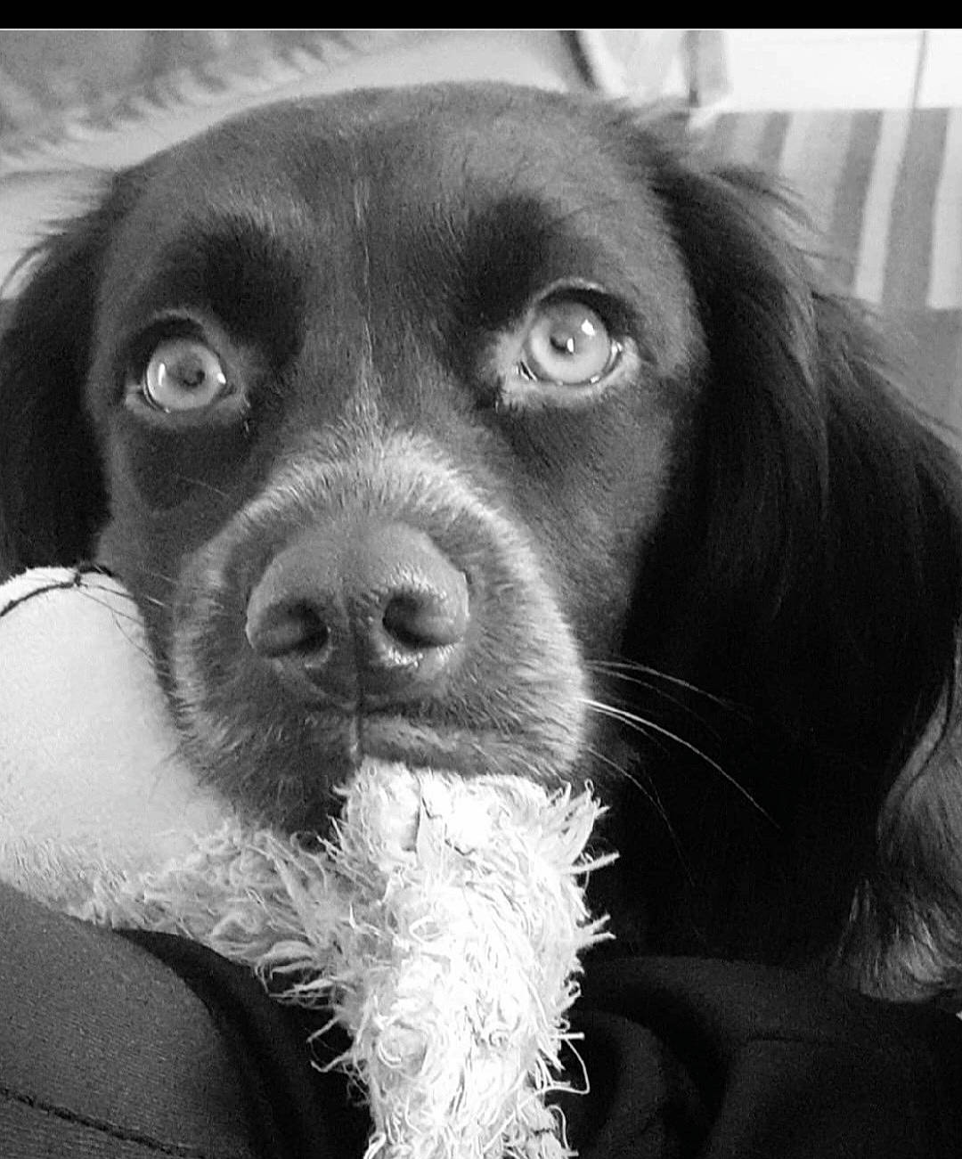 Rubia a rejoint le concours — aidez-le/la à gagner de superbes lots ! canidae, carnivore, companion_dog, dog, dog_breed, ear, fur, gun_dog, hunting_dog, liver, monochrome, monochrome_photography, snout, sporting_group, terrestrial_animal, whiskers, working_animal