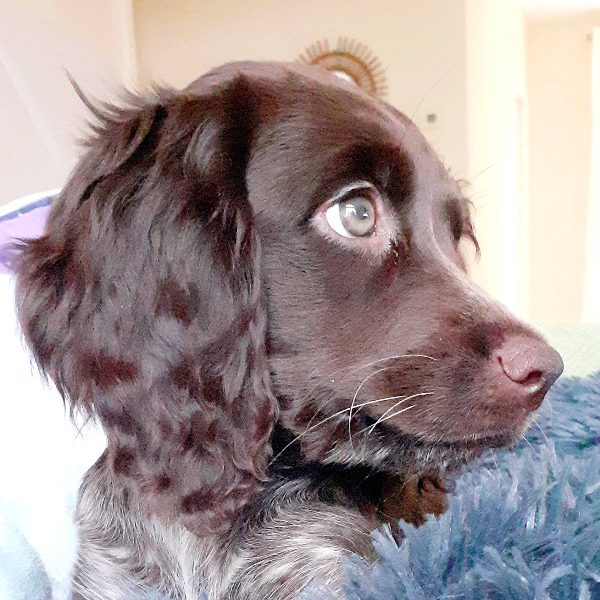 Rubia Epagneul De St Usuge