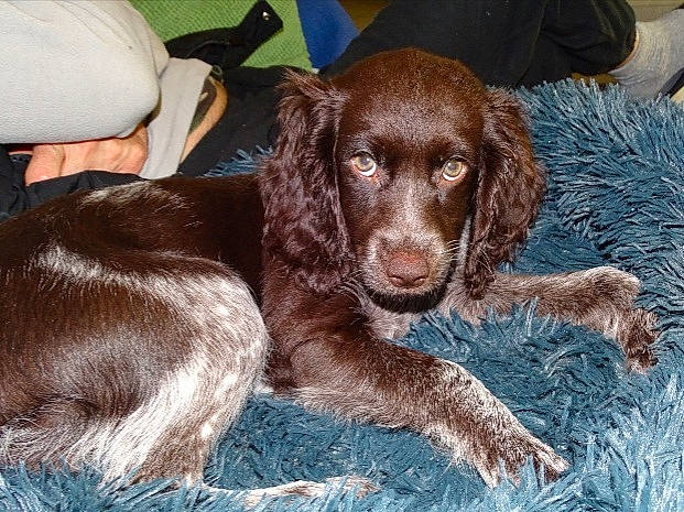 Rubia Epagneul De St Usuge a rejoint le concours — aidez-le/la à gagner de superbes lots ! boykin_spaniel, brown, canidae, carnivore, comfort, companion_dog, dog, dog_breed, fur, gun_dog, liver, pet_supply, spaniel, sporting_group, vertebrate, working_animal, working_dog