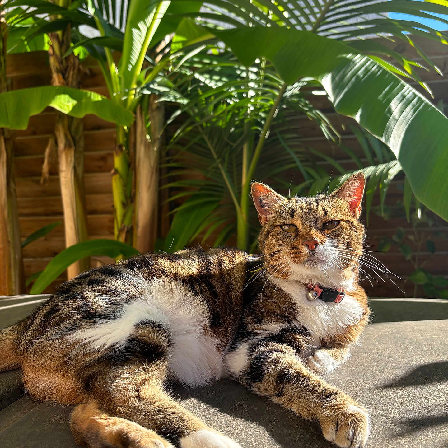Mia