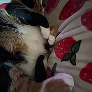 Bean is registered to the contest to win money with this photo: cat, calico_cat, feline, pet, animal, fur, whiskers, paws, blanket, strawberry_pattern, cozy, resting, cute, indoor, soft, sleepy, close_up, relaxed, domestic_animal, mammal