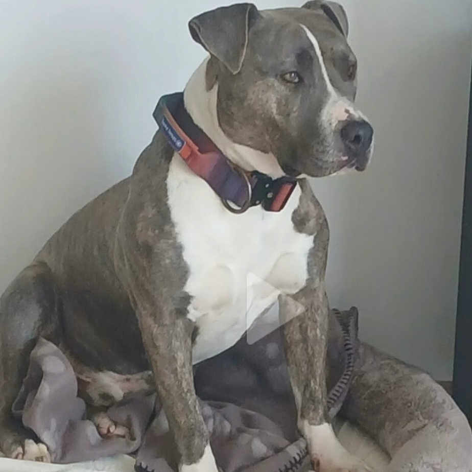 Canaille a rejoint le concours — aidez-le/la à gagner de superbes lots ! animal, bed, blanket, brindle, canine, collar, companion, cute, dog, domestic_animal, fur, indoor, looking_away, mammal, paw, pet, quiet, resting, seated, side_view