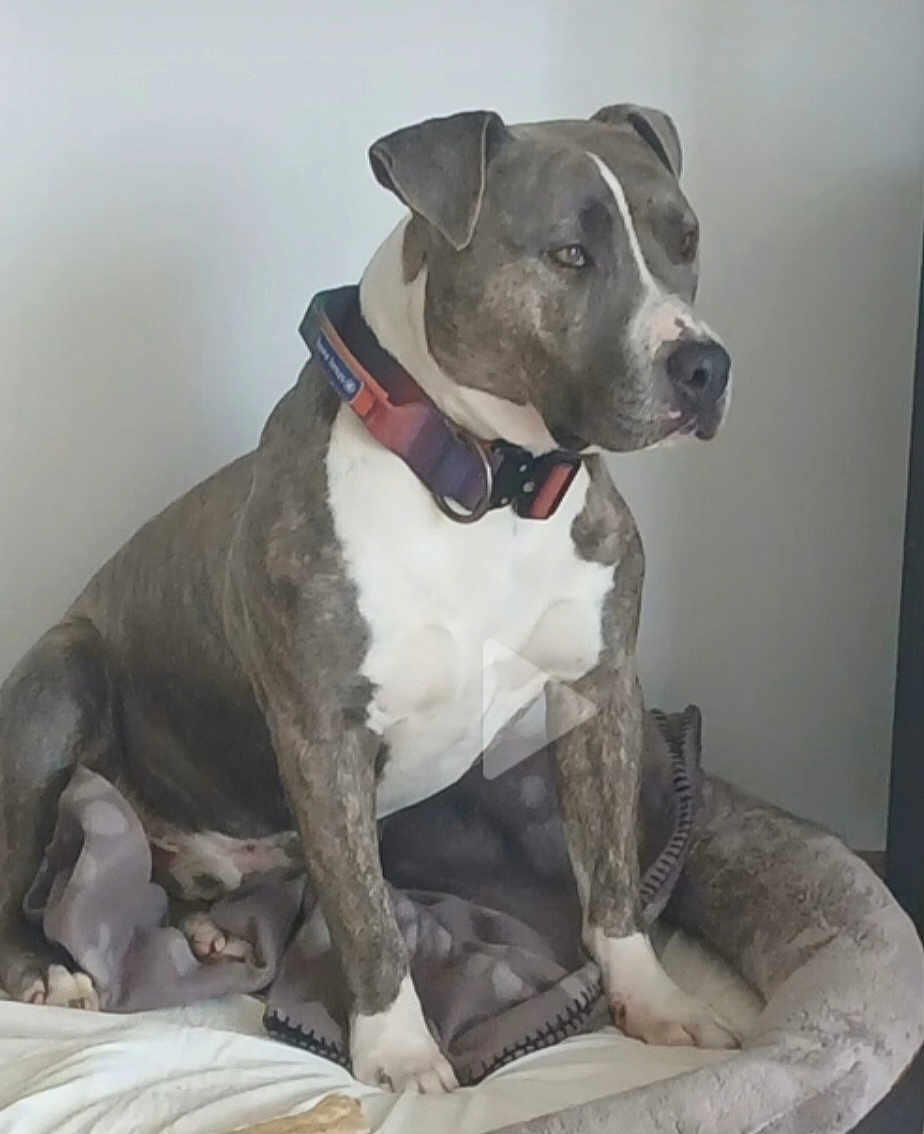 Canaille a rejoint le concours — aidez-le/la à gagner de superbes lots ! dog, brindle, collar, pet, animal, bed, blanket, indoor, seated, looking_away, canine, fur, paw, mammal, domestic_animal, resting, companion, cute, side_view, quiet