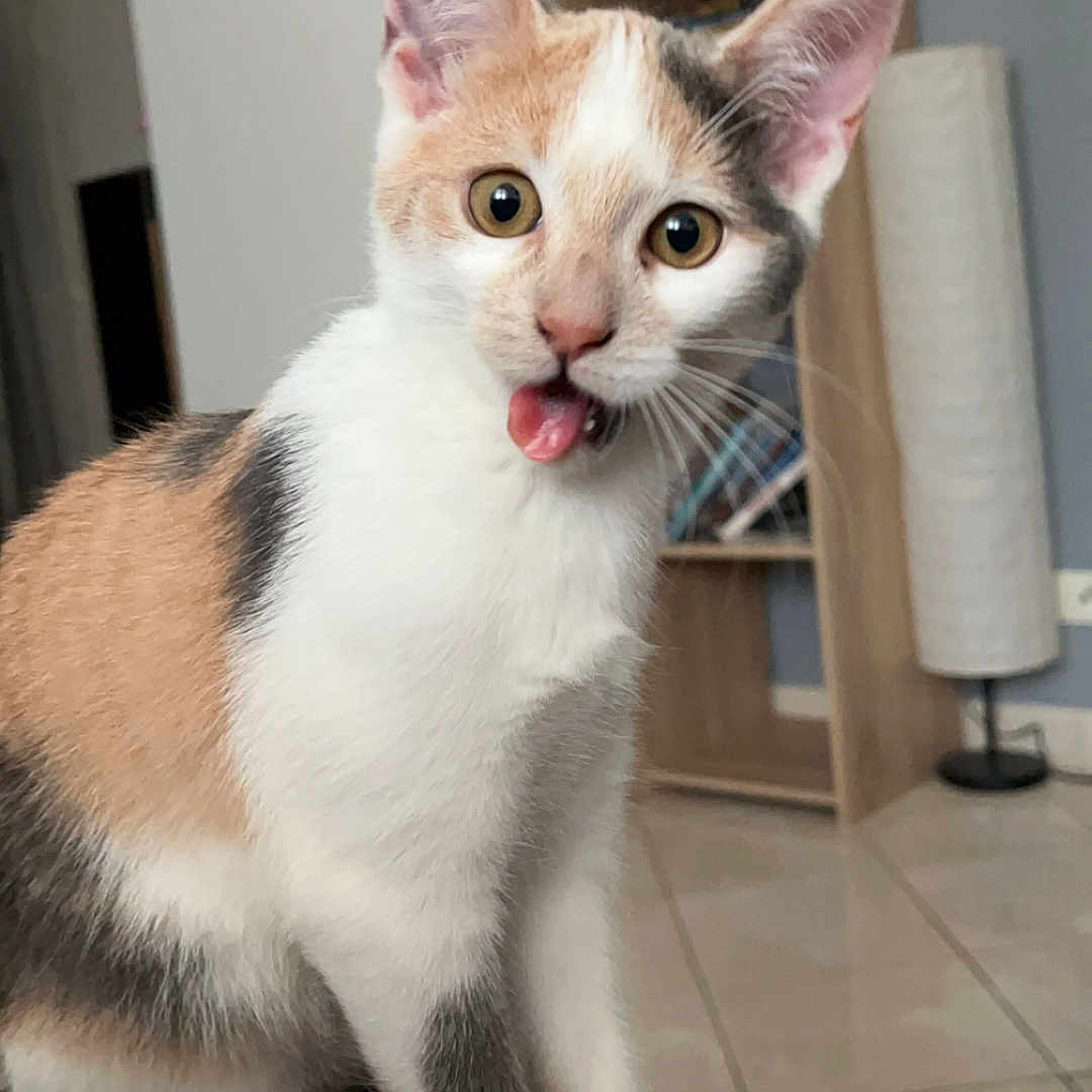 Alaska participe au concours pour gagner de l'argent avec cette photo : animal, bookshelf, calico, cat, curious, cute, ears, eyes, feline, floor, fur, home, indoor, kitten, lamp, pet, playful, sitting, tongue_out, whiskers