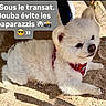 dog, white_dog, fluffy, sandy_ground, outdoor, pet, canine, red_harness, relaxed, sunny, beach, shadow, animal, lying_down, cute, small_dog, fur, daylight, playful, text_overlay