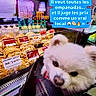 Bouba a rejoint le concours — aidez-le/la à gagner de superbes lots ! dog, white_dog, pet, carrier_bag, empanadas, food_display, deli_counter, bottles, store, indoor, closeup, cute, animal, fur, snout, ears, face, text_overlay, shopping, local