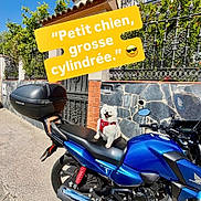 Bouba participe au concours pour gagner de l'argent avec cette photo : dog, motorcycle, blue_motorcycle, white_dog, red_harness, street, sidewalk, stone_wall, iron_fence, house, window, sunny, daytime, vehicle, outdoor, pet, small_dog, text_overlay, yellow_text, smiling_dog