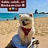 Bouba participe au concours pour gagner de l'argent avec cette photo : dog, beach, sand, sea, sky, bag, harness, sunny, outdoor, pet, white_dog, vacation, water, summer, animal, canine, happy, sitting, blue_sky, coast