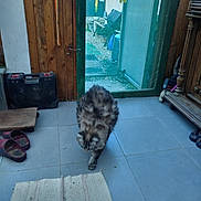 Raillard Fifille participe au concours pour gagner de l'argent avec cette photo : cat, indoor, tile_floor, wooden_door, glass_door, slippers, rug, furniture, cozy, fluffy_cat, walking, home, pet, domestic, natural_light, doorway, flooring, animal, quiet, casual